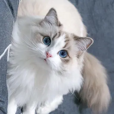Profile image of 넬데칸