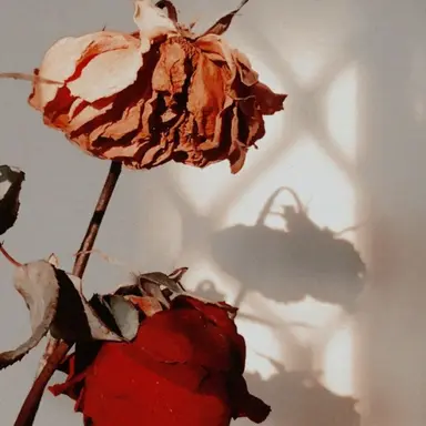 Profile image of 권월