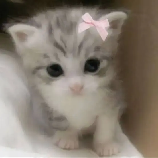 kittencore_의 💕