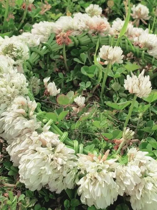 meroi_hato의 約束だよ