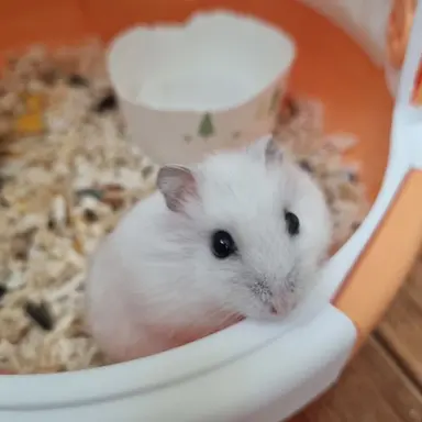 Profile image of 두부