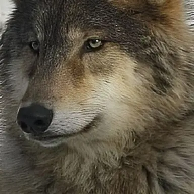 Profile image of 오카리
