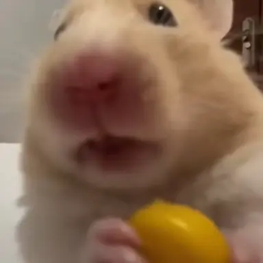 Profile image of 고고프렌즈