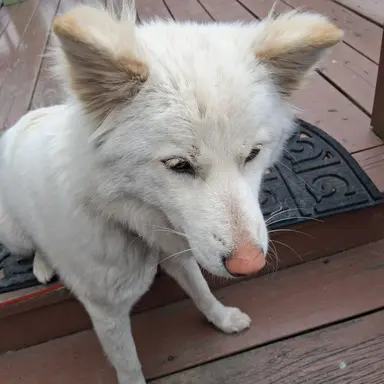 Profile image of 여우