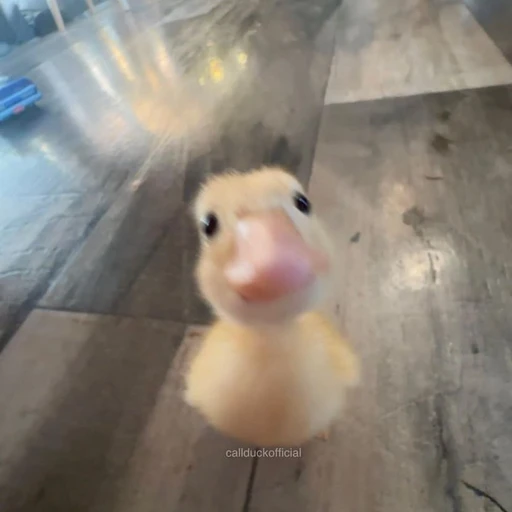 지지