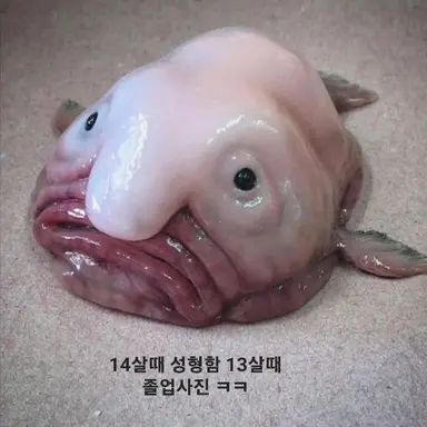 Profile image of 여우