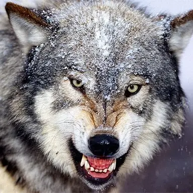 Profile image of 박늑대