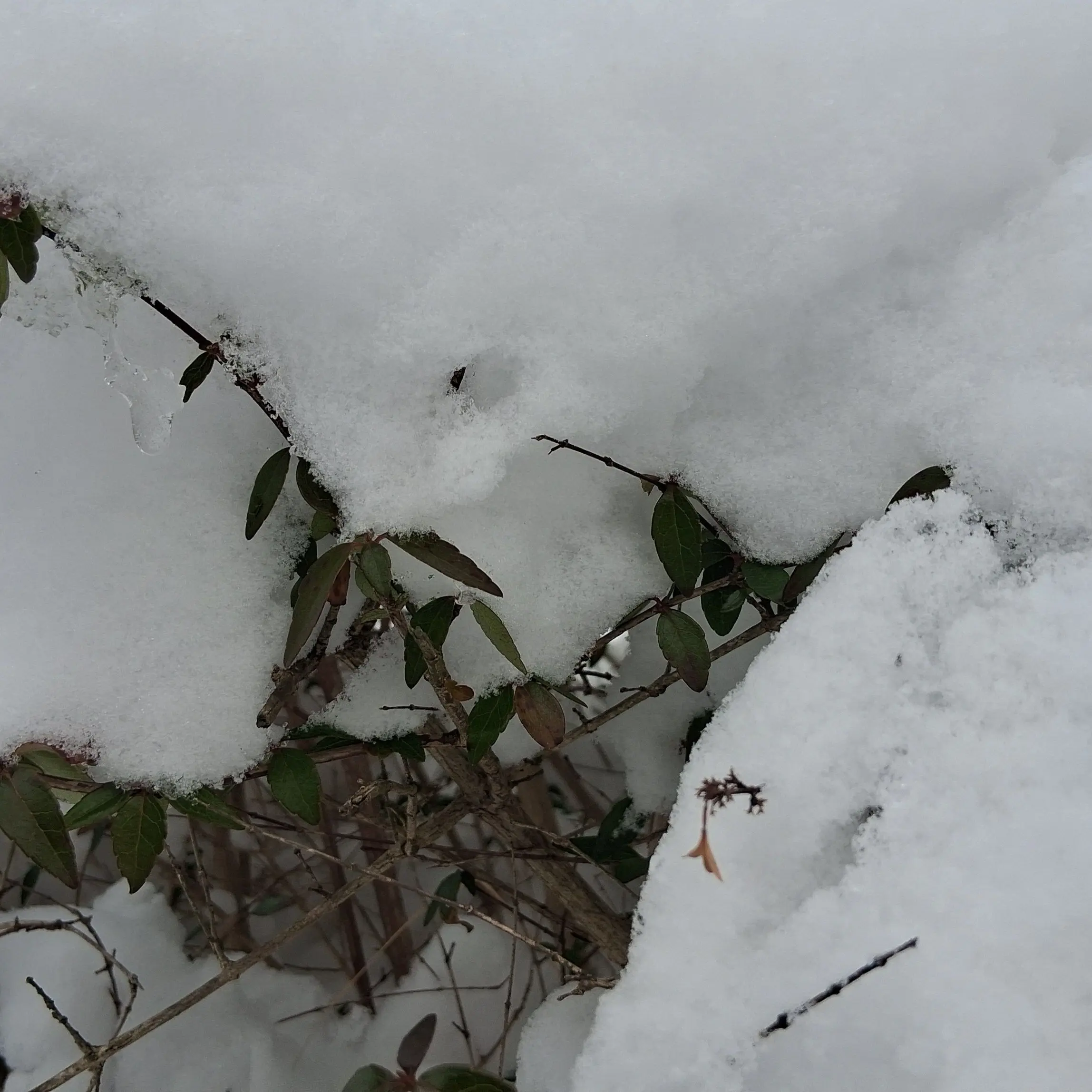 JoyfulGesso1209의 지구온난아 맞기