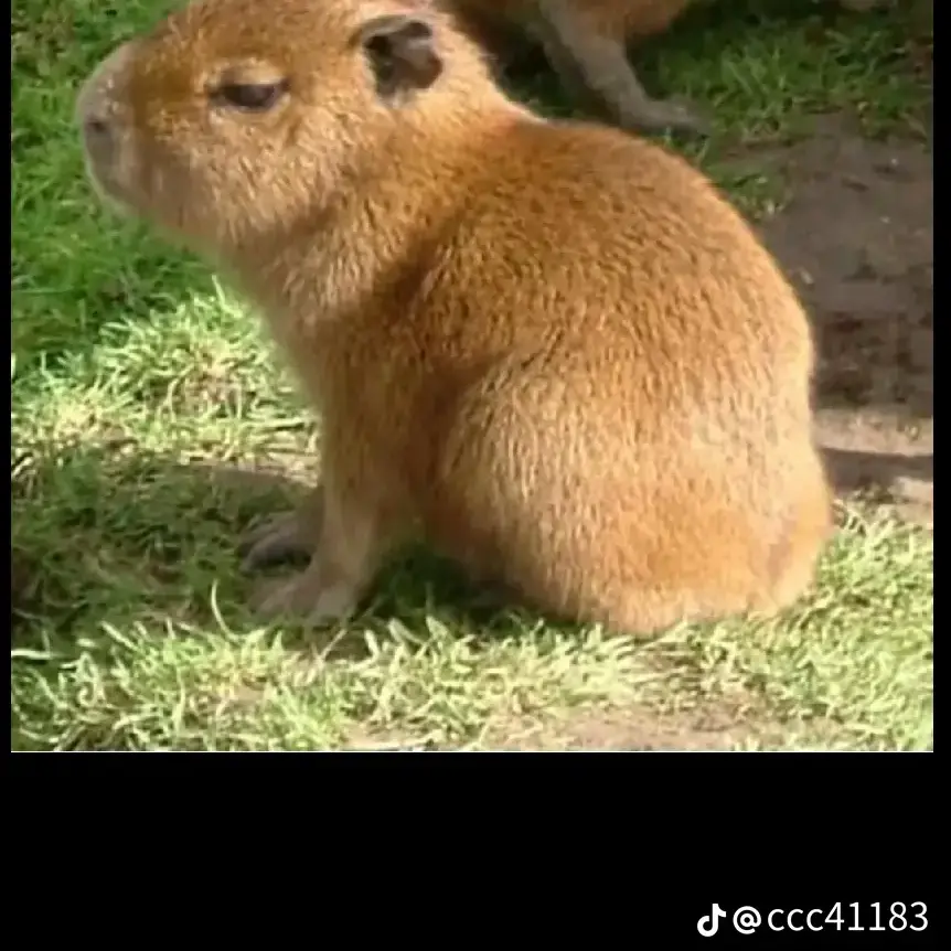 FlakyDaug3069의 싸우는?