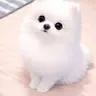 Profile image of ルナ