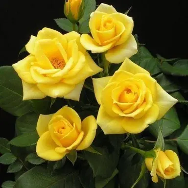 Profile image of 데인