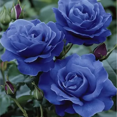 Profile image of 쉘