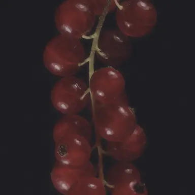 Profile image of 재은수