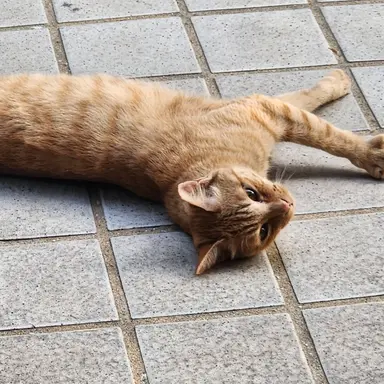 Profile image of 여우