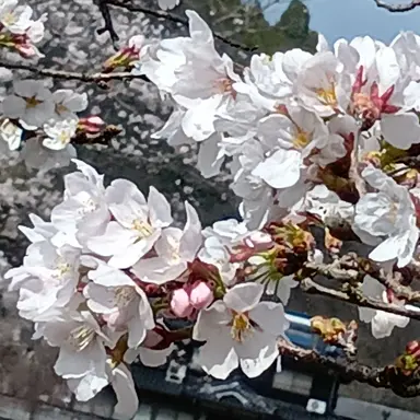 Profile image of かな