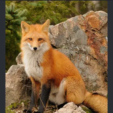 Profile image of 여우