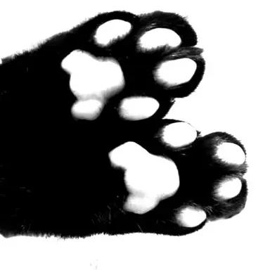 Profile image of アンシン