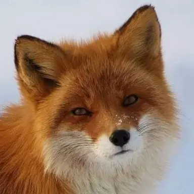 Profile image of 여우