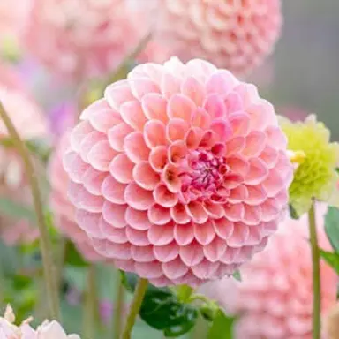 Profile image of 医者