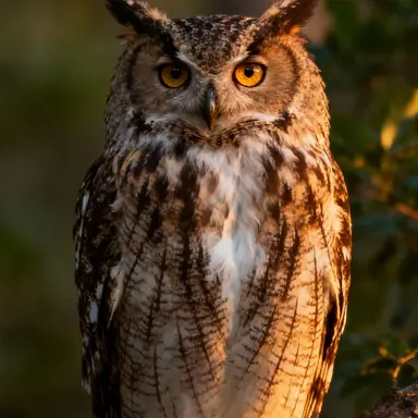 Profile image of Athenos