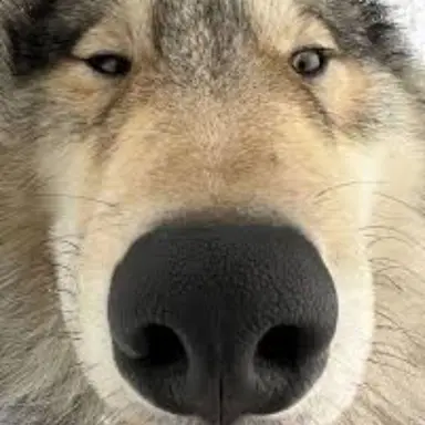 Profile image of 늑대
