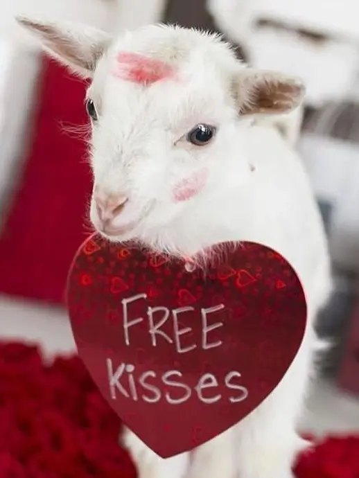 webtoon_의 백사헌의 첫 뽀뽀를 빼앗아보세요💋