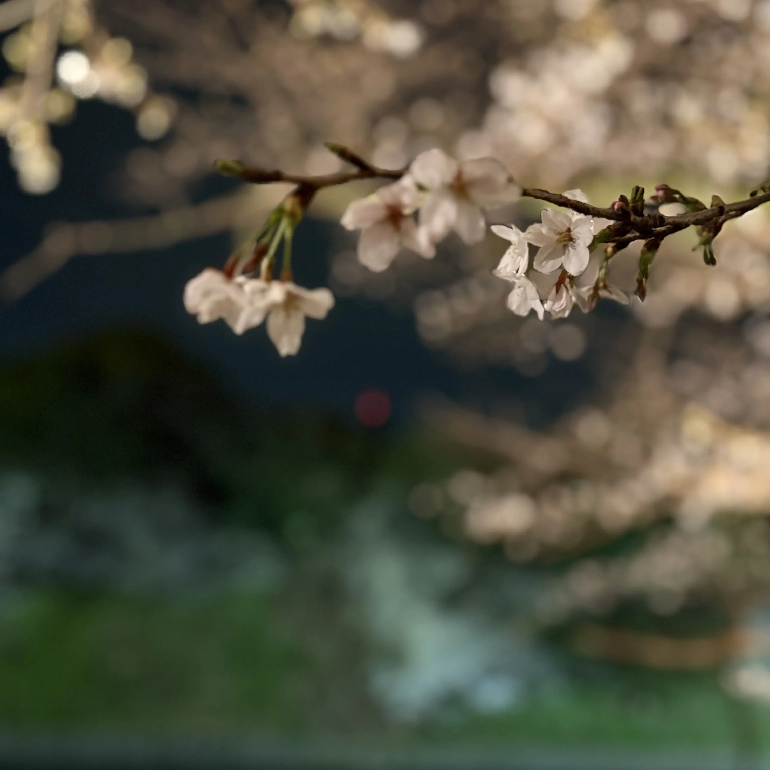 Sharakusee_srp_and_fur_osshi의 姉を追いかける貴方