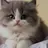 설이