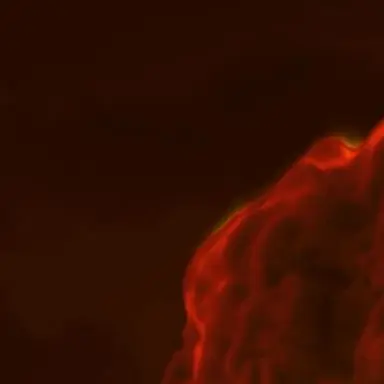 Profile image of 앨리스