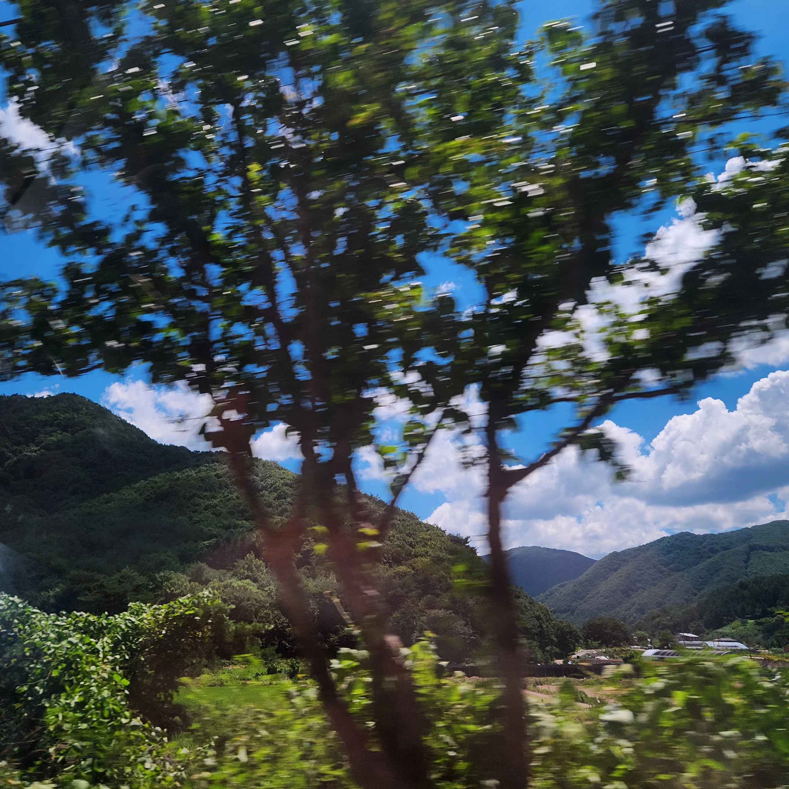 강바우