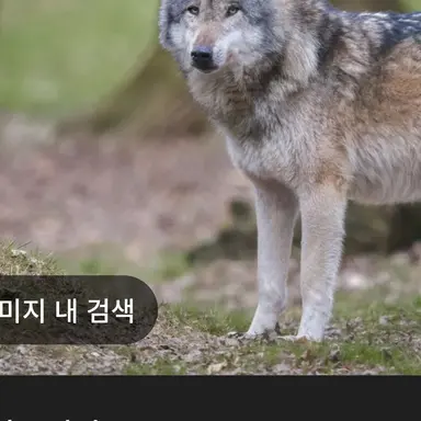 Profile image of 늑대
