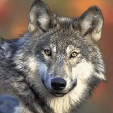 Profile image of 늑대