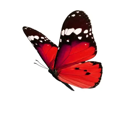Profile image of ミロ