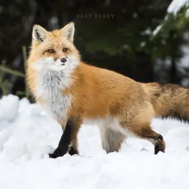 Profile image of 여우