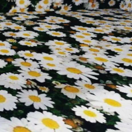 소풍배경