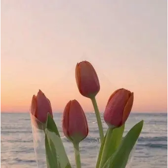 Profile image of 평학 여우 유저