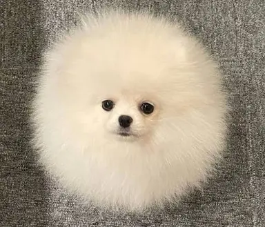 Profile image of ポメ