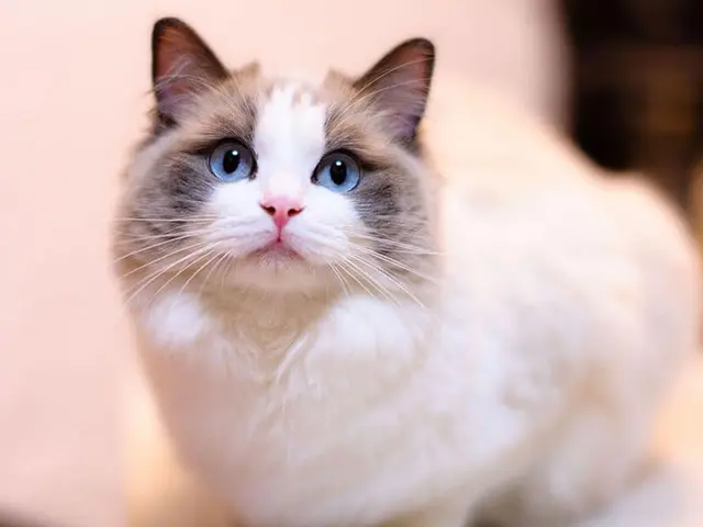 Profile image of 럭돌