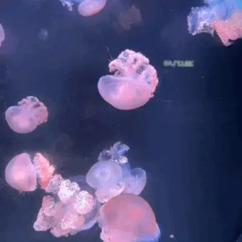 Profile image of 김서연