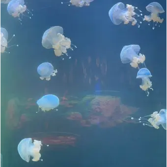 Profile image of 김래요