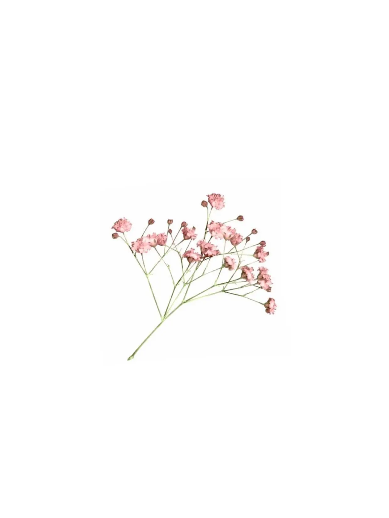 0rlg8의 ✦腹が立つ！