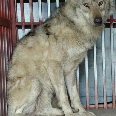 Profile image of 늑구