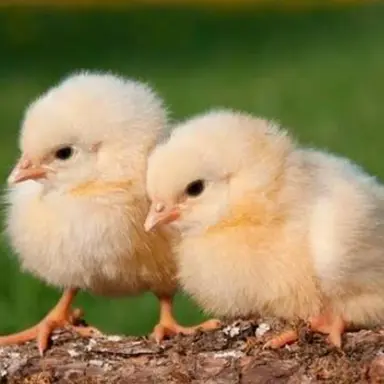 Profile image of 병아리 수호천사