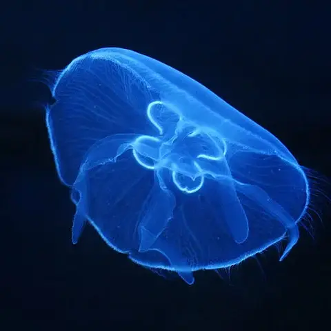 diver.의 보름달물해파리