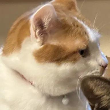 Profile image of 台湾