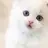 고양이랑 대화