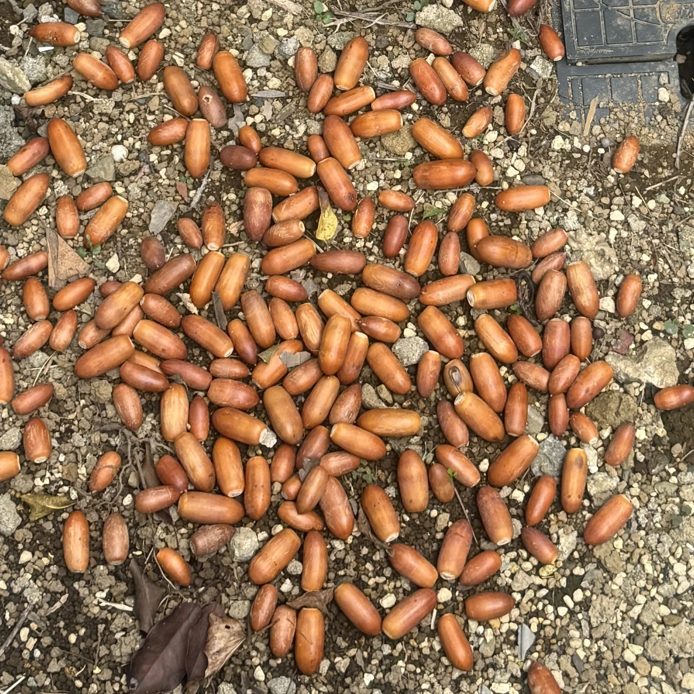 CurvyJazz7304의 🐿️（自分用）