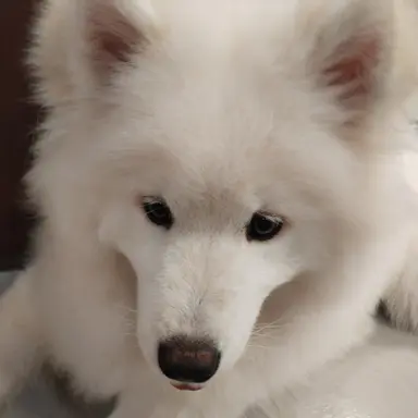 Profile image of 포켓몬스터