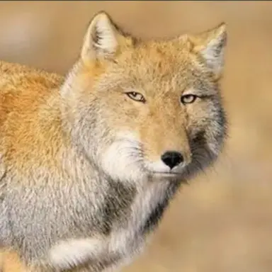 Profile image of 여우