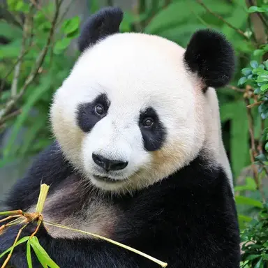 Profile image of 판다